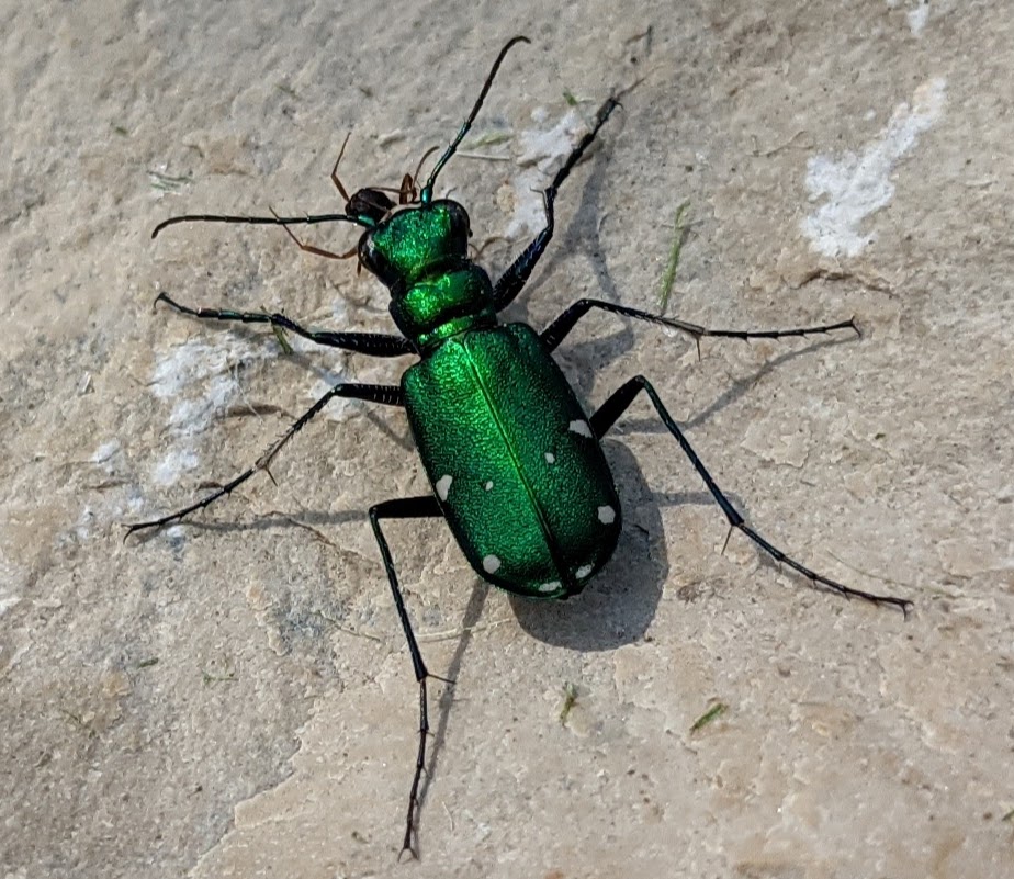the six-spotted tiger beetle